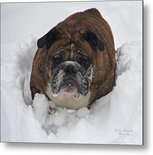 Bulldog Metal Print featuring the photograph A Look Of Concern by Jeanette C Landstrom