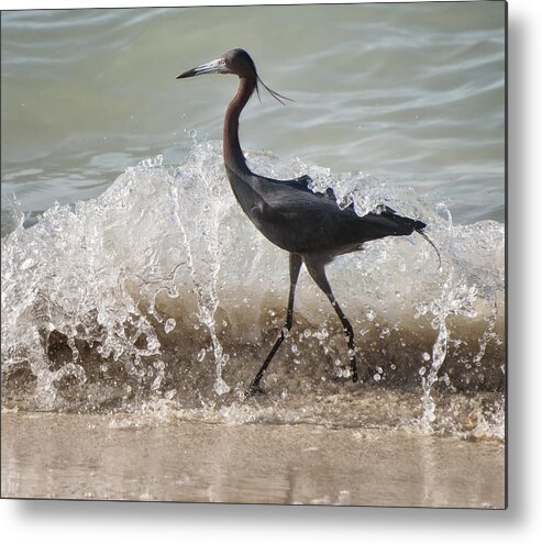 Jamaica Metal Print featuring the photograph A Morning Stroll Interrupted by Gary Slawsky