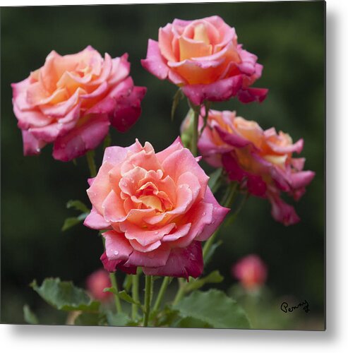 Flowers Metal Print featuring the photograph All-America Roses by Penny Lisowski