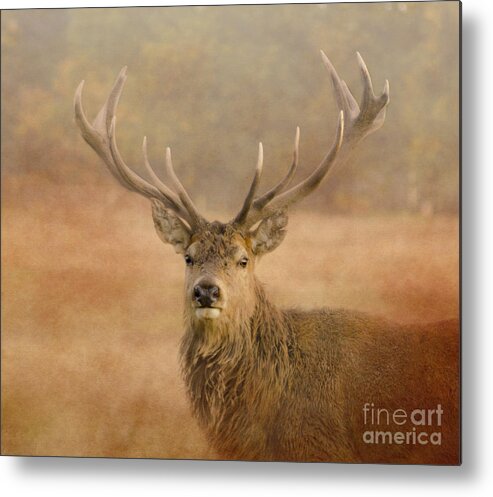 Deer Metal Print featuring the photograph Magnificant Stag by Linsey Williams