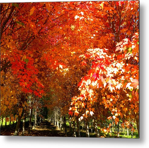 Fall Metal Print featuring the photograph Autumn Path by Tisha Clinkenbeard