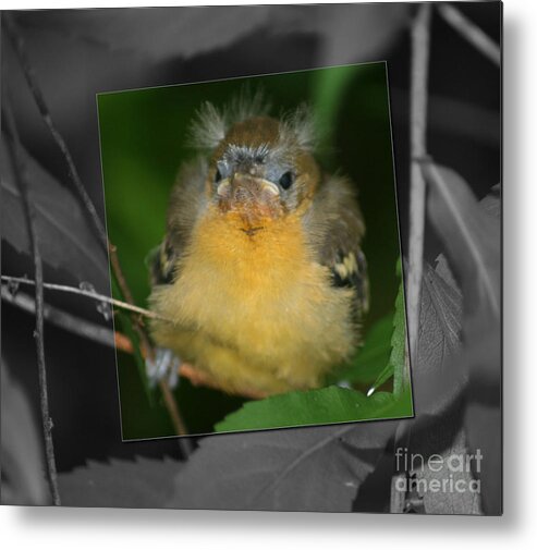 Oriole Metal Print featuring the photograph Baby Oriole Bird by Smilin Eyes Treasures