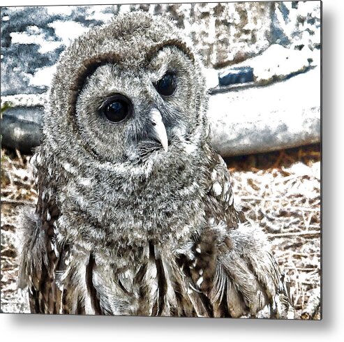 Barred Owl Metal Print featuring the photograph Barred Owl Photo Art by Constantine Gregory