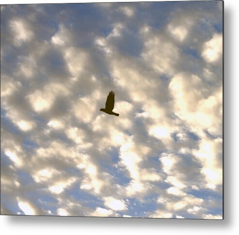 Bird Metal Print featuring the photograph Bird Across Macerel Clouded Sky by Jay Milo
