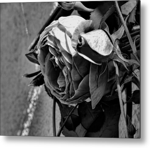 Black And White Metal Print featuring the photograph Black and white monochrome pink rose in half profile by Leif Sohlman
