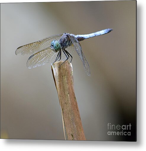 Pond Life Metal Print featuring the photograph Blue Dasher by Randy Bodkins