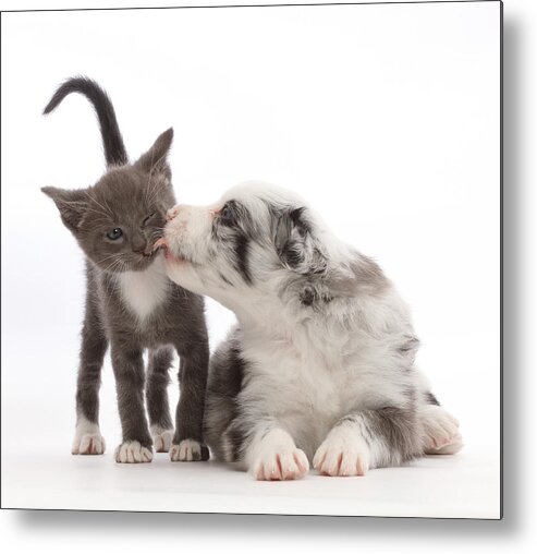 Adorable Metal Print featuring the photograph Blue Merle Border Collie Puppy Licking by Mark Taylor
