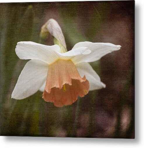 Daffodils Metal Print featuring the photograph Blushing Daffodil by Kathleen Scanlan