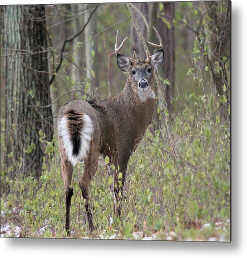 White Tail Deer Metal Print featuring the photograph Buck in Rut by John Dart