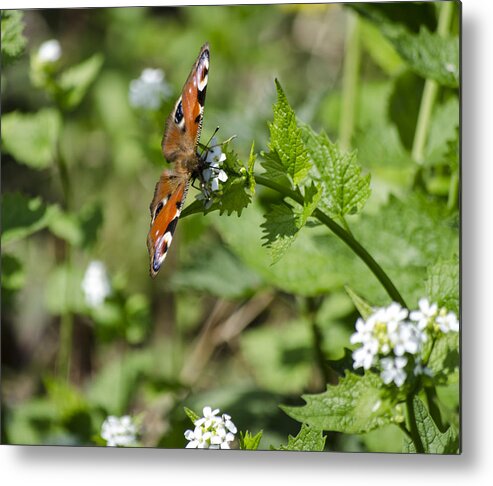 Butterfly Metal Print featuring the photograph Butterfly by Spikey Mouse Photography