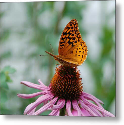 Butterfly Metal Print featuring the photograph Butterfly on Cornflower by Kathy McCabe