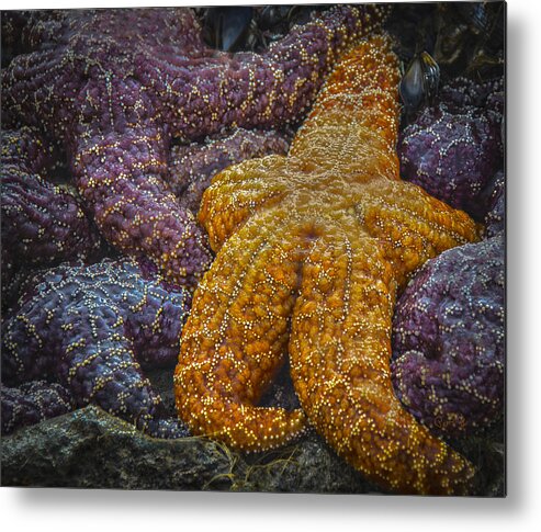 Beach Metal Print featuring the photograph Colorful Starfish by Penny Lisowski