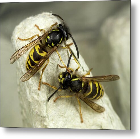 Insect Metal Print featuring the photograph Common Wasps by Nigel Downer