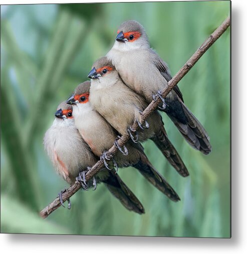 Common Metal Print featuring the photograph Common Waxbill by Cheng Chang