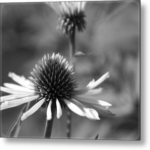 Cone Flower Metal Print featuring the photograph Cone Flower by Mary Underwood