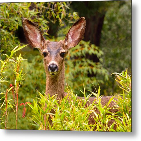 Deer Metal Print featuring the photograph Curiosity by Brian Tada