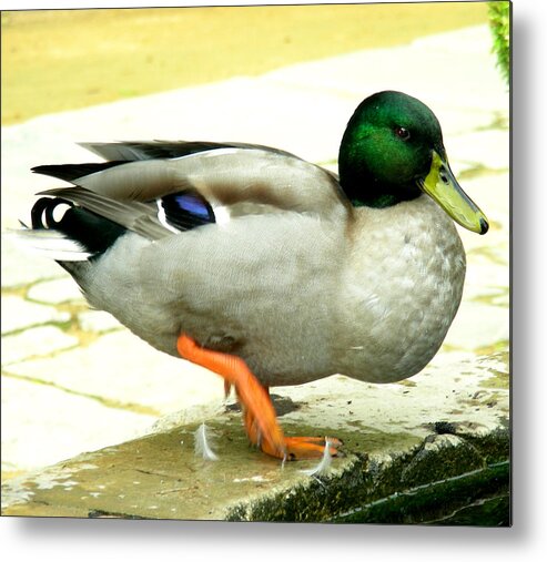 Duck Metal Print featuring the photograph Duck Walk by Jean Wolfrum