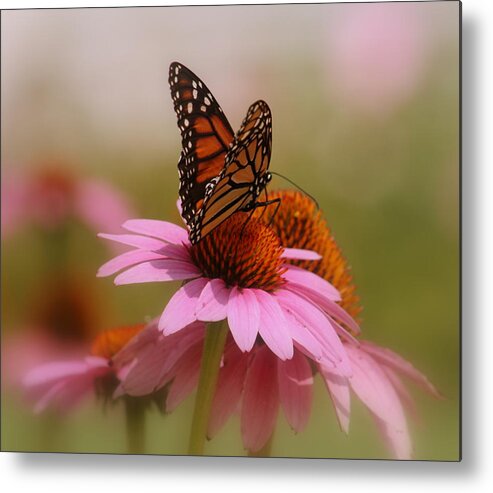 Macro Photography Metal Print featuring the photograph Easy Landing by Kay Novy
