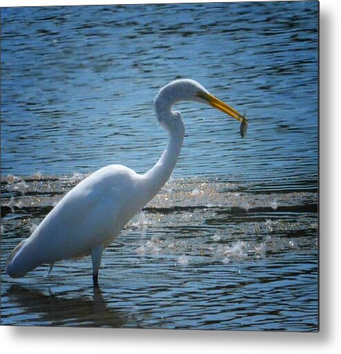 Egret 15-03 Metal Print featuring the photograph Egret 15-03 by Maria Urso