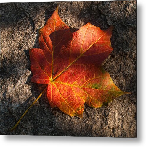 Autumn Leaf Metal Print featuring the photograph Falling for You by Don Spenner