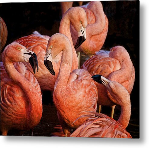 Flamingos Metal Print featuring the photograph Flamingo lingo by Brian Tarr