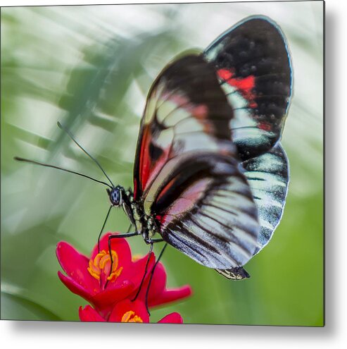 Tropical Metal Print featuring the photograph Fluttering Piano Key Butterfly by Sean Allen