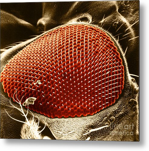 Fruitfly Metal Print featuring the photograph Fruit Fly Eye SEM by Omikron