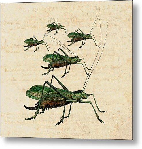 Grasshopper Metal Print featuring the digital art Grasshopper Parade by Antique Images 