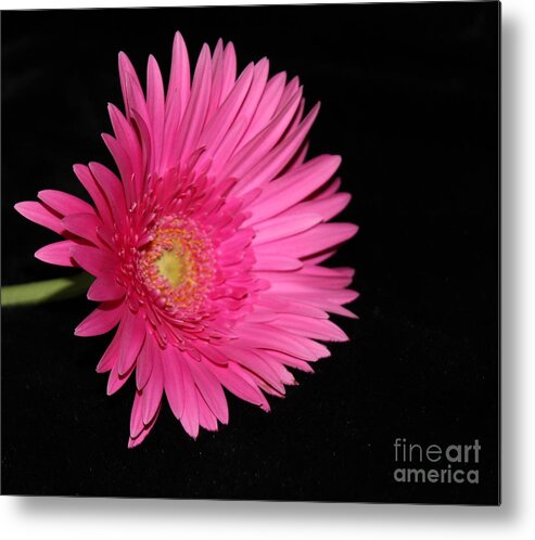 Flower Metal Print featuring the photograph Hot Pink by Margaret Hamilton