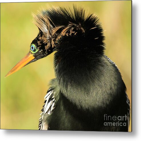 Anhinga Metal Print featuring the photograph Hows My Dew by Adam Jewell