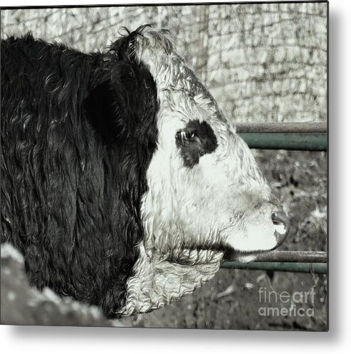 Cow Prints Metal Print featuring the photograph Humbolt by J L Zarek