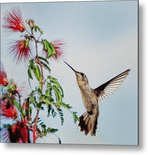 Hummingbird Metal Print featuring the photograph Hummingbird Approaches Fairy Duster by Evelyn Harrison