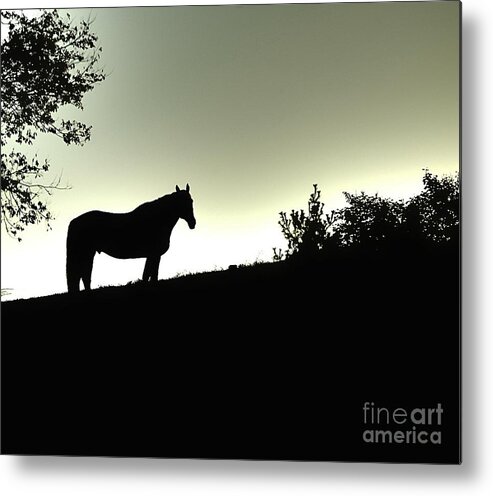 Horses Metal Print featuring the photograph Wish I May Wish I Might by Tracy Rice Frame Of Mind
