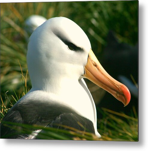 Black Browed Albatross On Nest Metal Print featuring the photograph In Waiting by Amanda Stadther