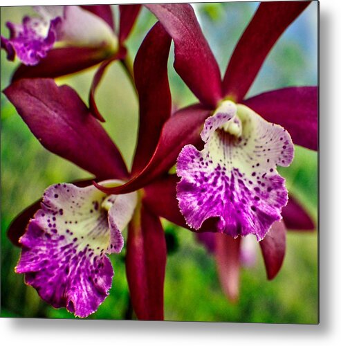 Orchids Metal Print featuring the photograph Kimball Orchids by Jody Lane