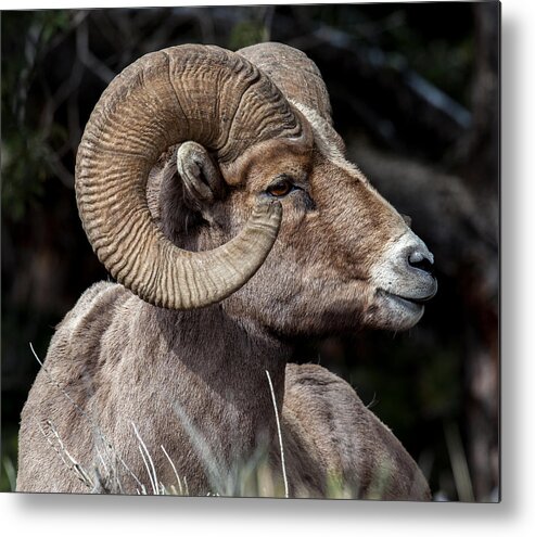 Big Horn Sheep Metal Print featuring the photograph Kings Pose by Kevin Dietrich