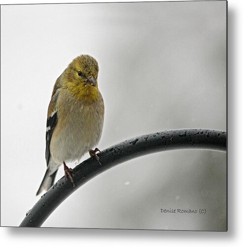 Yellow Finch Metal Print featuring the photograph Little Guy by Denise Romano