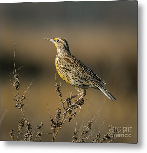 Animal Metal Print featuring the photograph Meadowlark On Weed by Robert Frederick