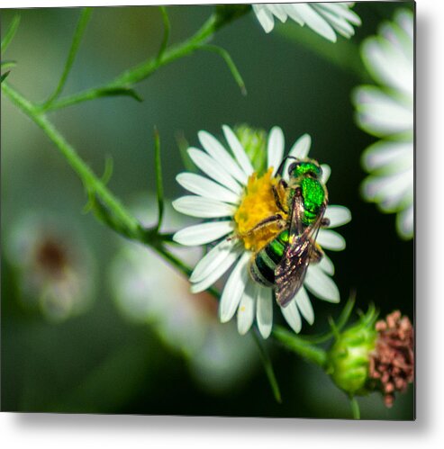 Optical Playground By Mp Ray Metal Print featuring the photograph Metallic Green Sweat Bee by Optical Playground By MP Ray