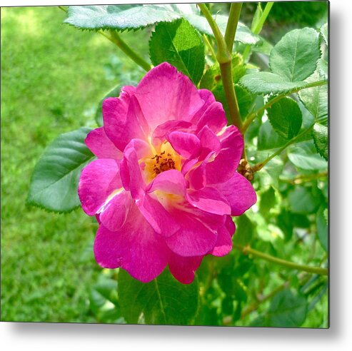 The Red Rose Metal Print featuring the photograph Mom's Beautiful Red Rose by Elena Runkle
