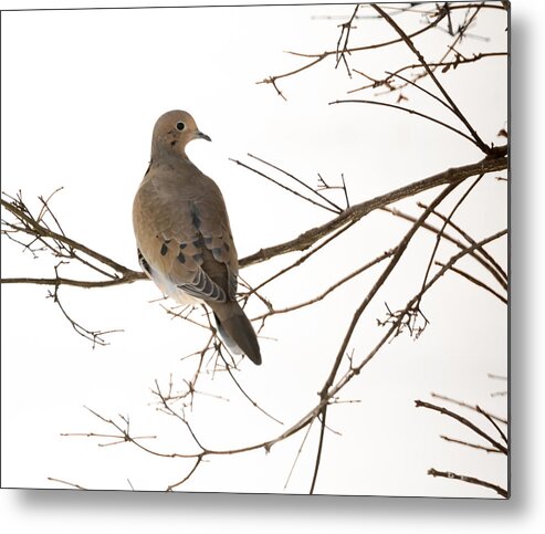 Jan Holden Metal Print featuring the photograph Mourning Dove by Holden The Moment