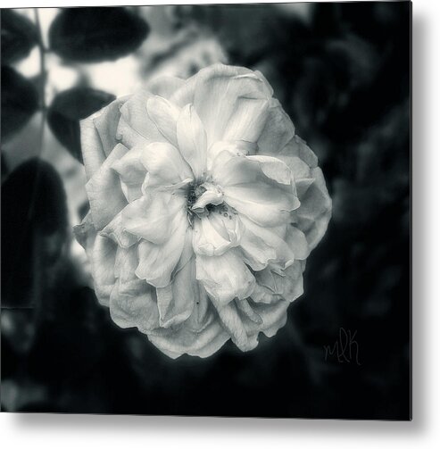 Rose Metal Print featuring the photograph Marie-Louise Rose by Louise Kumpf
