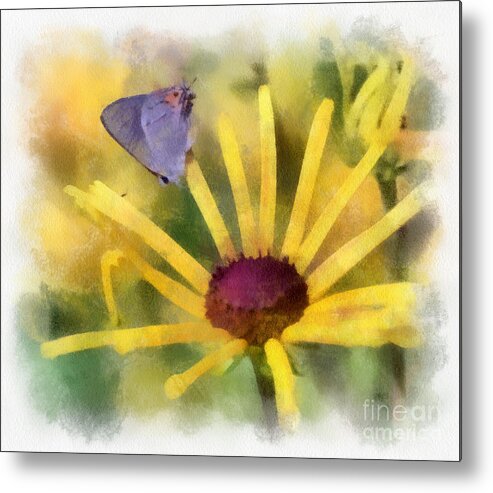 Butterfly Metal Print featuring the photograph On The Yellow by Kerri Farley