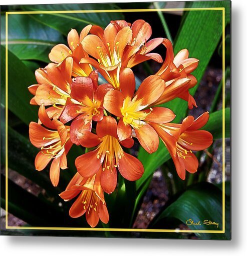 Orange Flowers Metal Print featuring the photograph Orange Flowers by Chuck Staley