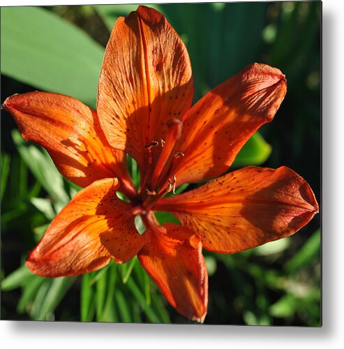 Orange Metal Print featuring the photograph Orange Lilly by Jim Hogg
