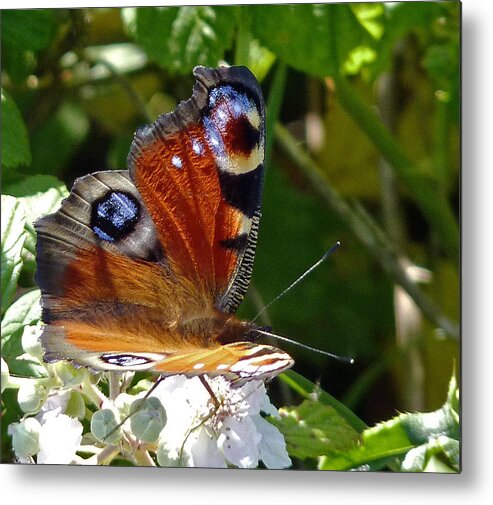 Peacock Butterfly Metal Print featuring the photograph Peacock butterfly by Tony Murtagh