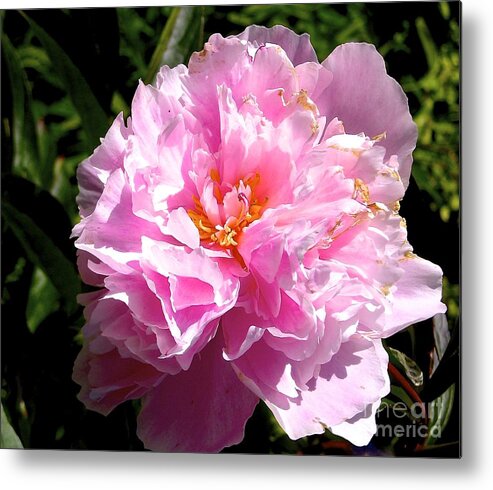Flower Metal Print featuring the photograph Peony by Sher Nasser
