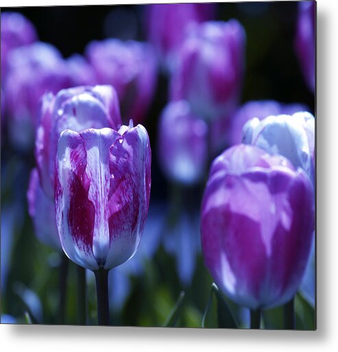 Tulips Descanso Gardens Metal Print featuring the photograph Peppermint Candies by Joe Schofield