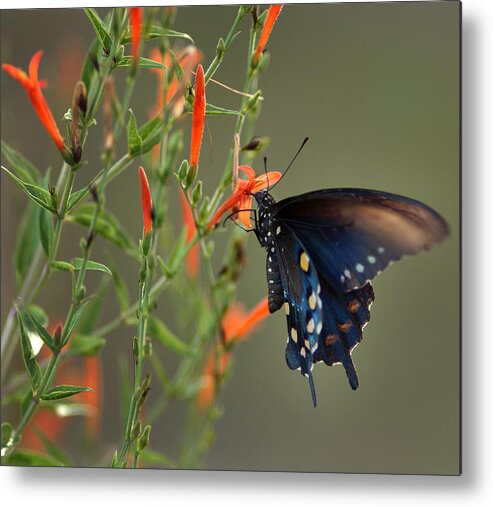 Pipevine Swallowtail Butterfly Metal Print featuring the photograph Pipevine Swallowtail Butterfly by Mark Langford