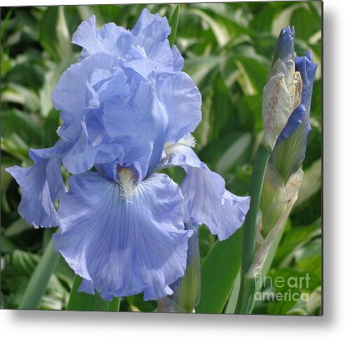 Pure Metal Print featuring the photograph Purely Pretty Iris by Christina Verdgeline